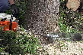 Best Stump Grinding and Removal  in Atlantic Beach, NY