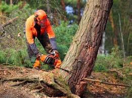 Best Tree Preservation Services  in Atlantic Beach, NY