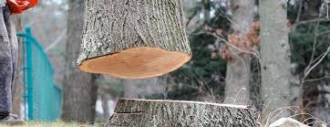 Best Emergency Tree Removal  in Atlantic Beach, NY