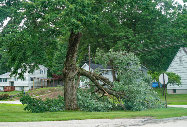 Best Firewood Processing and Delivery  in Atlantic Beach, NY