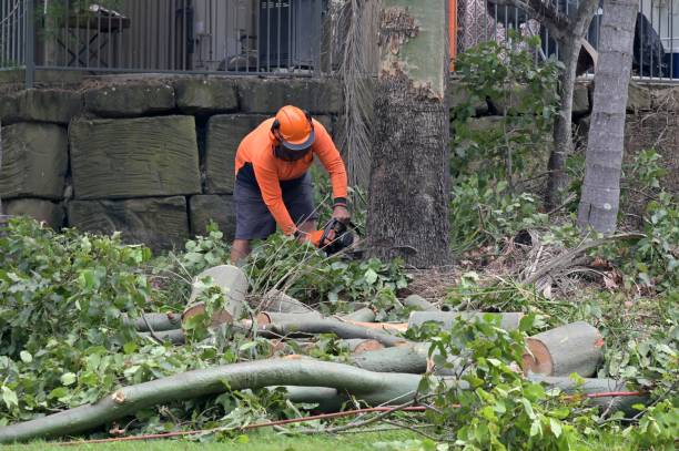 Best Tree Removal  in Atlantic Beach, NY